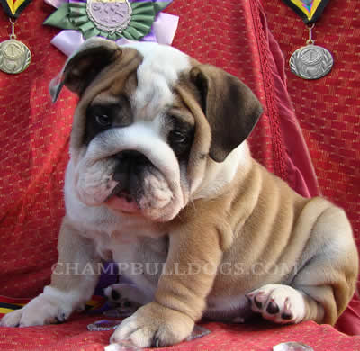 puppies pictures